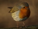 robin_full